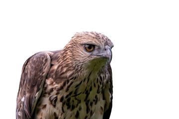 Obraz premium changeable hawk-eagle (nisaetus cirrhatus) portrait with isolated white background