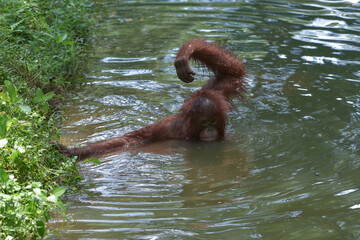 young sumatran orangutan (pongo abelii) wading and playing in river water © DS light photography