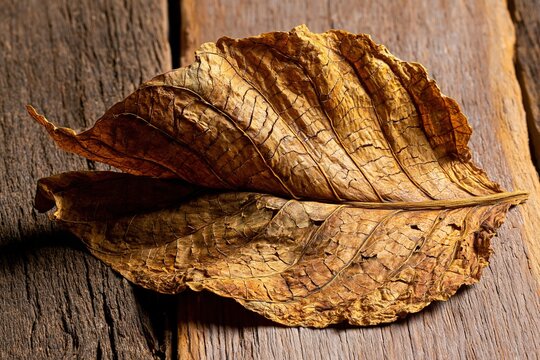 Dried tobacco leaves texture background, Rustic aged organic material backdrop, Natural botanical vintage element