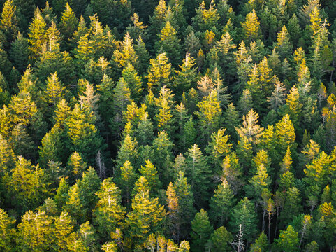 Aerial view of dense Douglas fir trees in a forest canopy with golden sunlight hitting the treetops in Bandon, Oregon, United States.