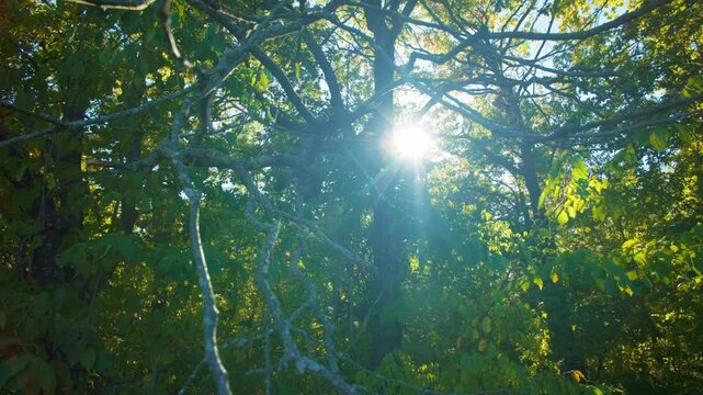 Autumn canopy in bright morning light. Serene nature backdrop with golden foliage tree crowns