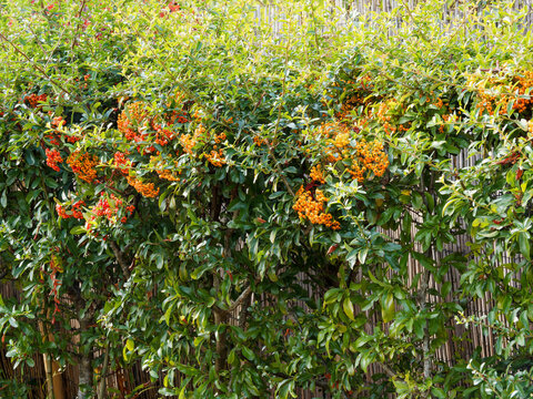 Red or scarlet firethorn  (Pyracantha coccinea). Bushy shrub with thorny branches and small red-orange berries, forming a decorative and defensive hedge.