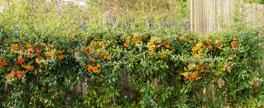 Pyracantha coccinea - Thorny, bushy shrub of firethorn-like  whose spiny branches bearing green foliage contrast with its orange, yellow, and reddish berries, adorning a fence
