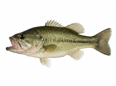 Largemouth bass fish with open mouth isolated on white background