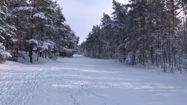Snow covered pines in the coastal forest of Sobieszewo Island at winter, Poland.