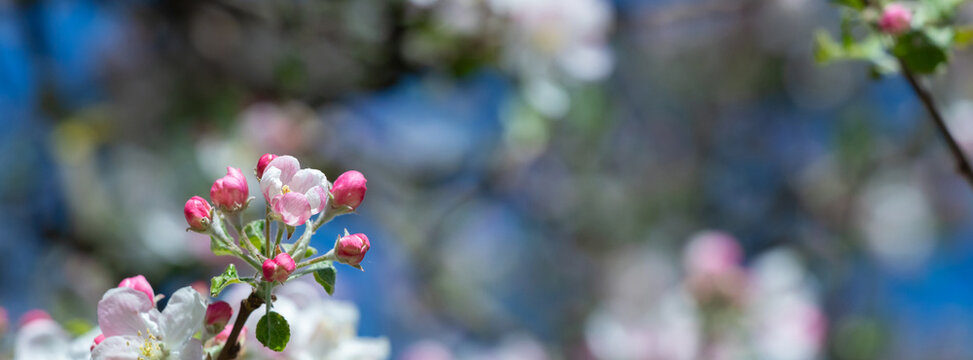 A close-up of apple blossoms and buds on a branch with soft bokeh and bright spring sky. A beautiful spring background.