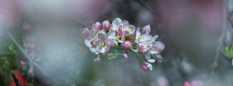 Soft pink apple blossoms bloom on a branch in spring with dreamy blurred bokeh foreground. A beautiful spring background.