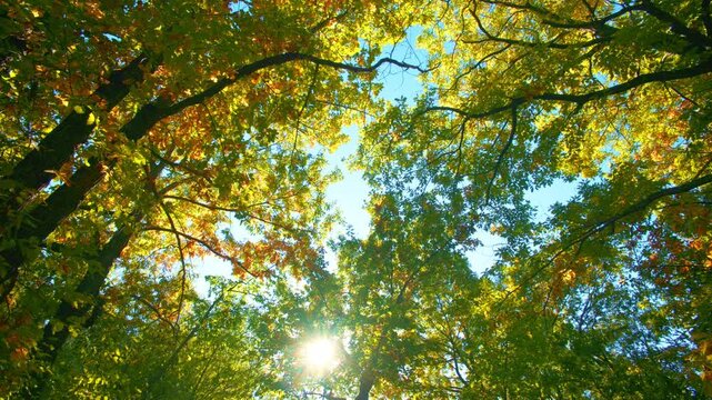 Fall background with sun flare through yellow autumn foliage. Low angle forest canopy scene