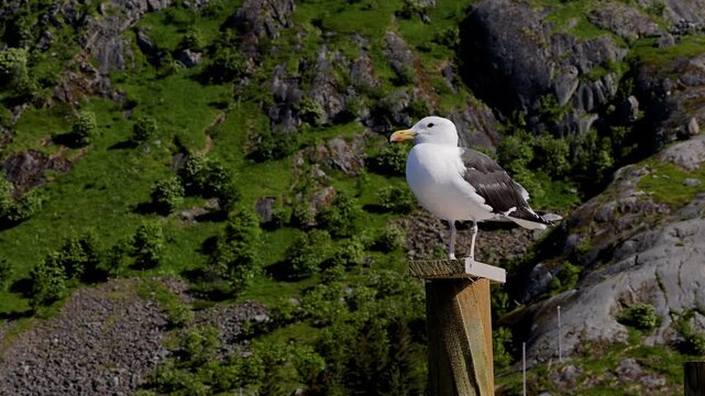 Seagull in front of the rugged landscape of the Lofoten Islands in Northern Norway.