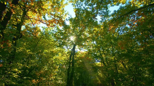 Autumn canopy with sunlight piercing through leaves. Low angle serene forest backdrop outdoors