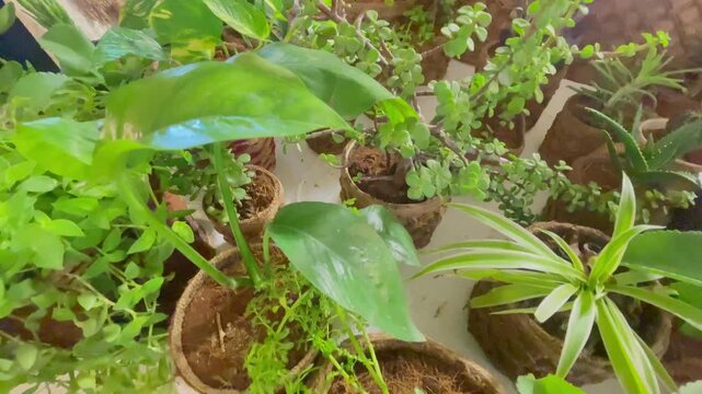 Collection of Small Indoor Houseplants in Eco Friendly Coir Fiber Pots