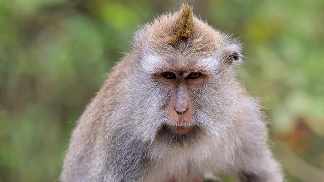 Monkey (Long-Tailed Macaque) at the Monkey forest in Ubud Bali Indonesia
