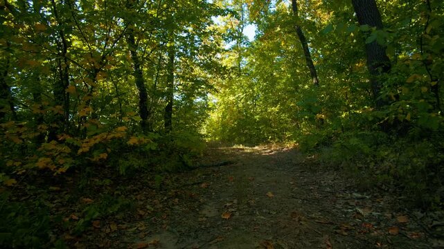 Autumn background of tall tree canopy. Low angle view of golden foliage fluttering in the wind
