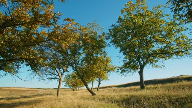 Woodland background with sunbeams in autumn canopy. Low angle view of golden tree branches
