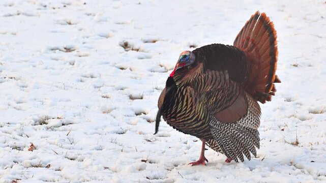 Wild Turkey in the the snow in Minnesota