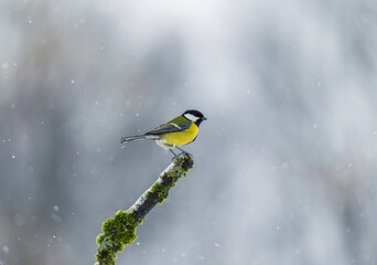 tit bird perched on a mossy branch in a winter garden amidst falling snow © nataba