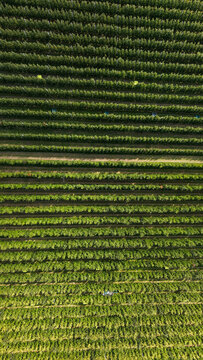 Aerial view of Italian Apple Orchards with neat rows of green trees in the agricultural landscape of Lasa, South Tyrol, Italy.