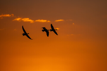 Gänse bei Sonnenuntergang © Belladventure