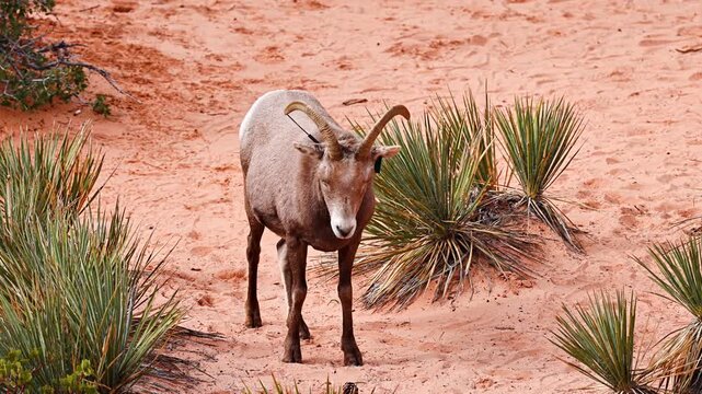 Wild Bighorn Sheep with a tracking collar in Zion National Park. Utah, USA.