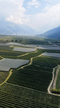 Aerial view of Italian Apple Orchards with rows of fruit trees covered by protective netting in the valley landscape of Lasa, South Tyrol, Italy.