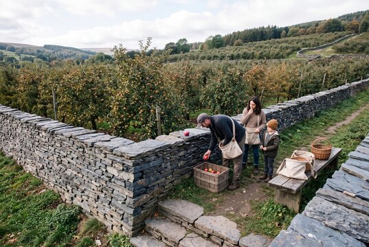 Young family harvesting fresh organic apples in a countryside orchard surrounded by rustic stone walls