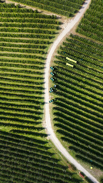 Aerial view of Italian Apple Orchards with rows of trees and harvest bins along a dirt path in Lasa, South Tyrol, Italy.