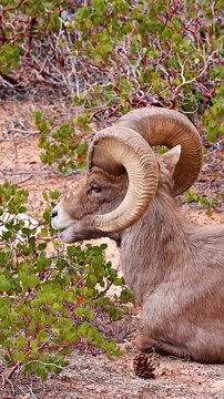 Wild Bighorn Sheep in Zion National Park. Utah, USA. Vertical video.