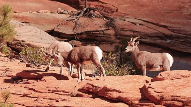 Wild Bighorn Sheep in Zion National Park. Utah, USA.