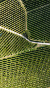 Aerial view of Italian Apple Orchards with neatly planted rows of trees and a dirt path cutting through the landscape in Lasa, South Tyrol, Italy.