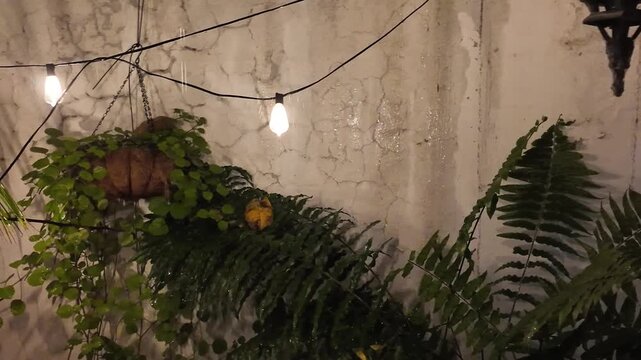 Naturaleza urbana
