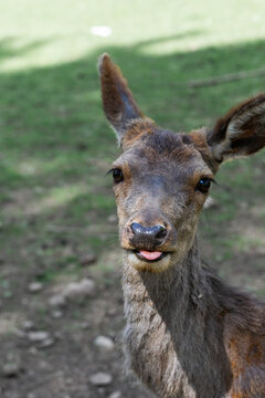 Close up of a little deer sticking out its tonque at you