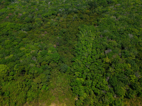 Aerial view of dense tropical forest canopy with lush green foliage and varied tree textures in Banjar Regency, South Kalimantan, Indonesia.