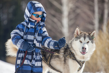 Child walking a Siberian husky in a snowy winter landscape © Viacheslav Zhukov