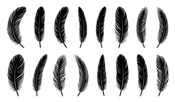 Twelve Black Feathers Isolated on White Background