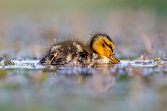 Fluffy duckling enjoys a peaceful spring swim