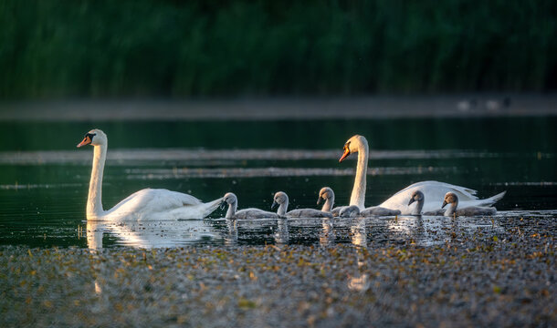 White swans and gray cygnets swim in morning light