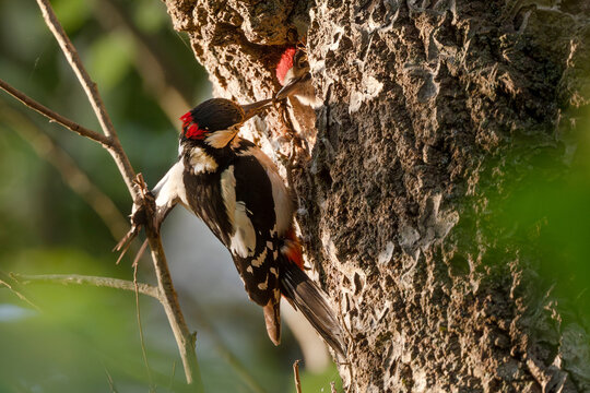 Adult woodpecker feeds hungry chick in tree cavity