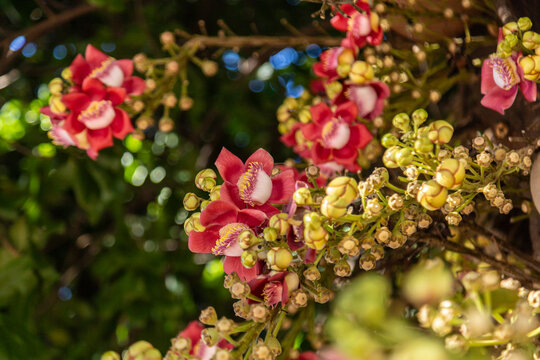 Alguns galhos de Abric&oacute; de Macaco carregados de flores. Couroupita guianensis.