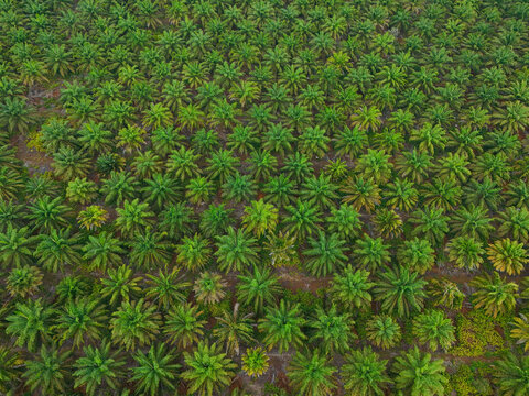 Aerial view of a vast palm oil plantation with rows of green trees in South Kalimantan, Indonesia.