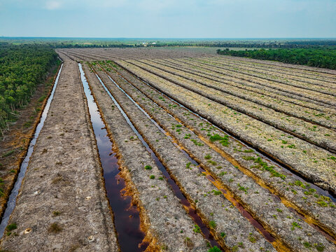 Aerial view of land clearing for a palm oil plantation with drainage canals and rows of soil in South Kalimantan, Indonesia.