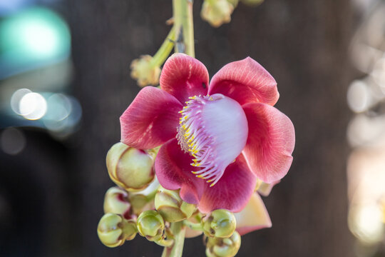Close up em uma flor no tronco da &aacute;rvore conhecida como "Abric&oacute; de Macaco". Nome cient&iacute;fico - Couroupita guianensis.