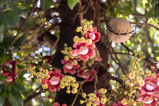 Algumas flores no tronco da &aacute;rvore conhecida como "Abric&oacute; de Macaco". Nome cient&iacute;fico - Couroupita guianensis.