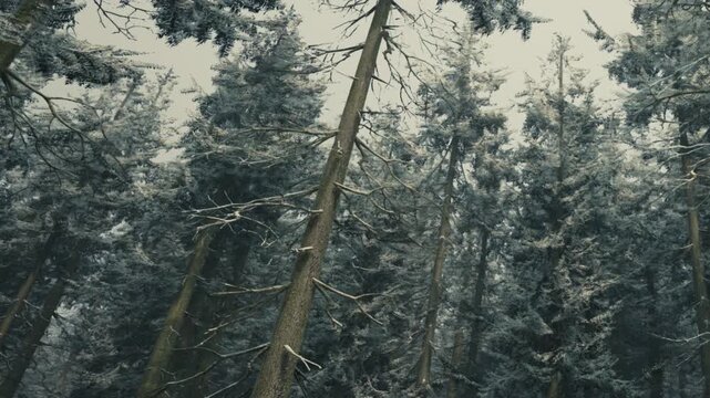 Tall trees stretch into the sky, their branches heavy with fresh snow. A serene winter atmosphere envelops the forest, where silence reigns under the soft blanket of white.