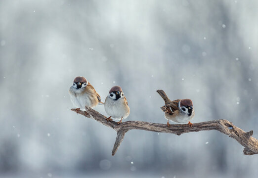 plump sparrows sitting on a mossy branch in a winter garden amidst falling snow
