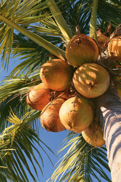 tropical palm tree growing ripe coconut cluster against blue sky sunny summer natural food agricultural harvest exotic foliage organic plantation botanical fresh fruit background landscape detail