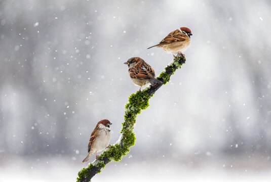 sparrows perched on a mossy branch in a winter garden amidst falling snow