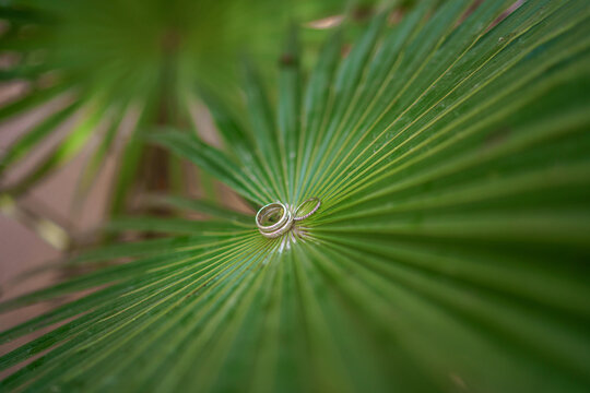 Gold wedding rings resting on green fan palm leaf