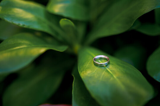 Silver ring resting on a green leaf