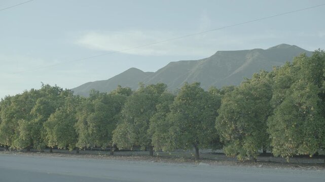 Orchard trees lining quiet rural road below mountain ridge