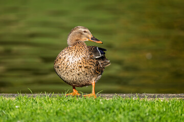Fototapeta premium Close up of a female Mallard standing at the edge of a lake in Wiltshire, UK